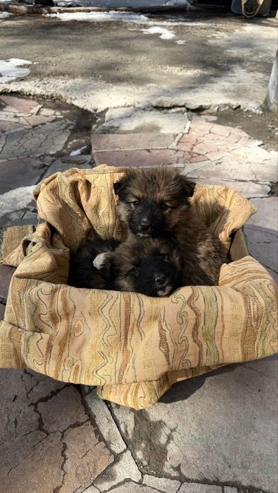 Отдадим в хорошие руки маленьких пушистиков.