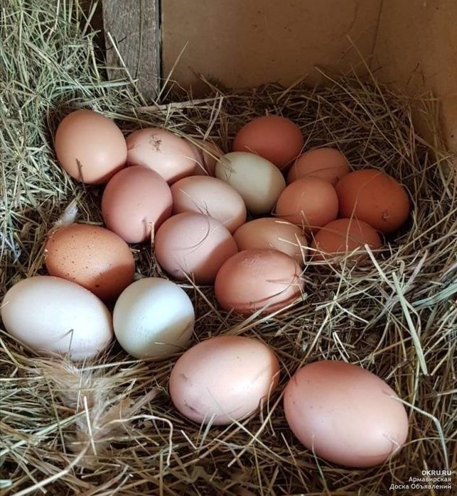 Домашние яйцо домашни тухум уй тухуми