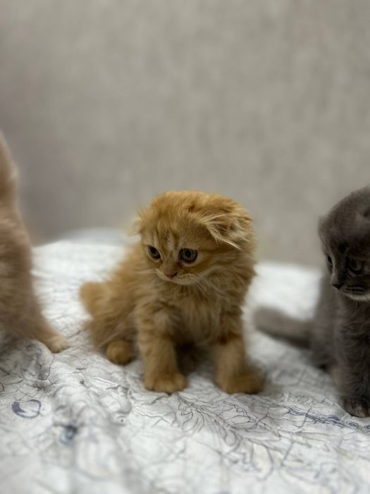 Котенки мушукчалар