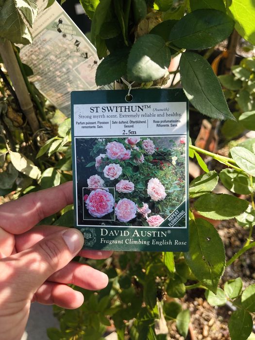 Розы плетистые, новая партия