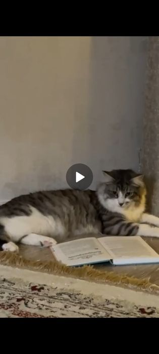 Кот пушистый Ромео