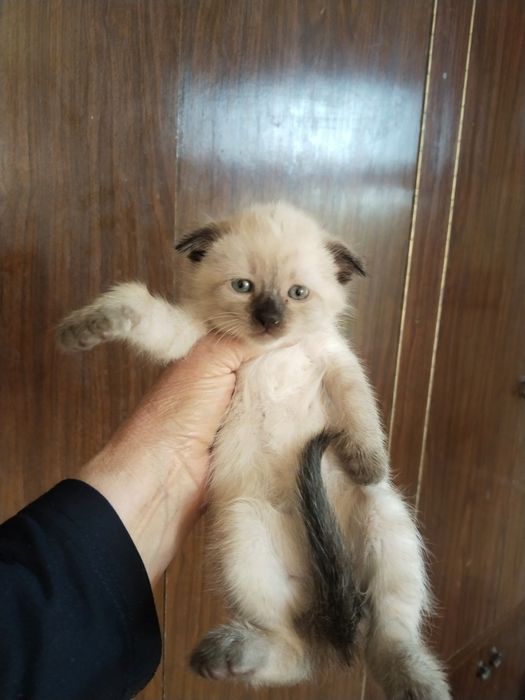 Продаются котята!