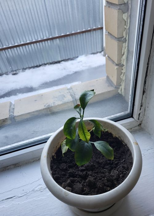 Мандариновое дерево 2,7 года