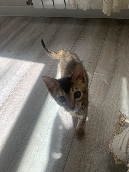 Абиссинский котенок