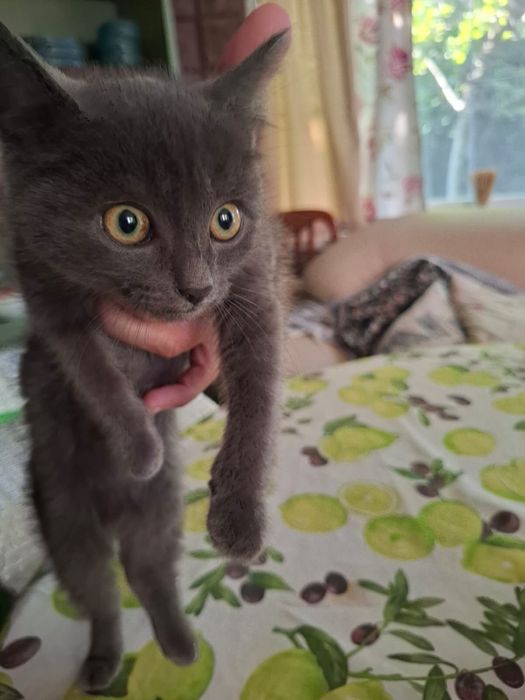 Котята 2 месяца