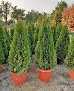 Plante Ornamentale Tuia Smaragd