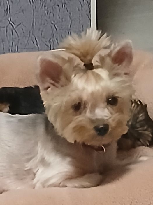 Иоркшерсеий терьер