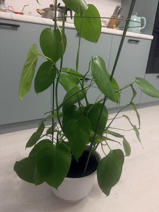 Продам комнатные цветы