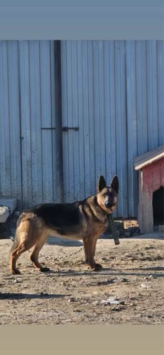 Немецкая овчарка (сучка) В добрые руки