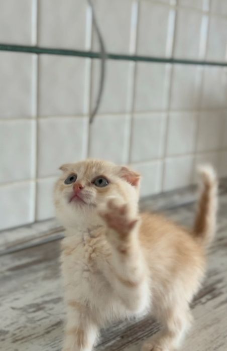 Продаётся пародистый котят