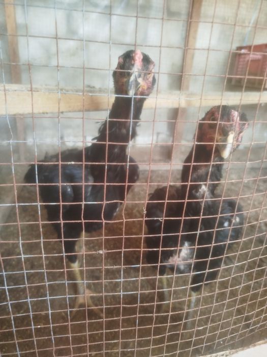 Dakan hoʻroz tuhumlari sotiladi harhil yahshi zotladan