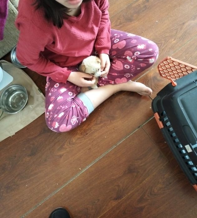 Микро-щенок девочка!