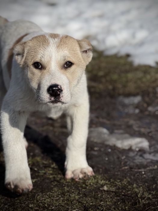 Алабай тобет кушык