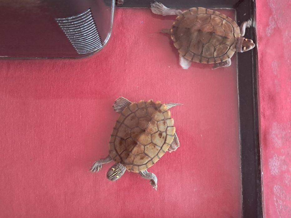 Vand broasca testoasa