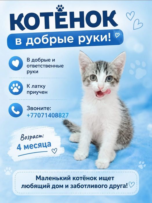 Котенок отдам в добрые ручки