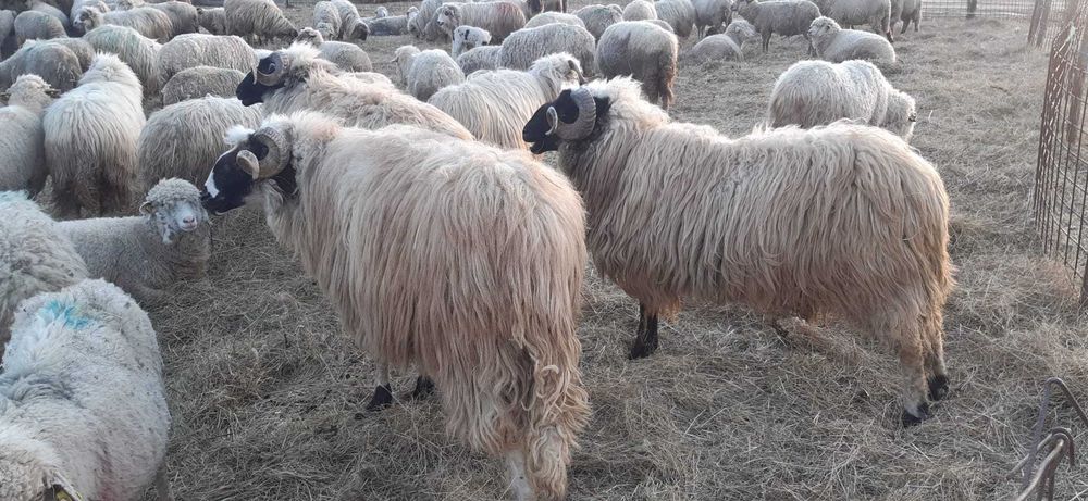 Berbeci breji originali