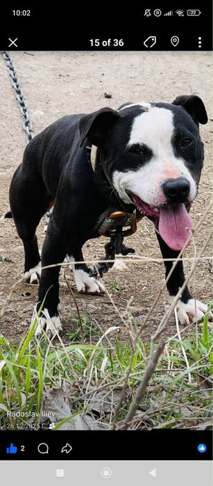 Питбули на 2 месеца
