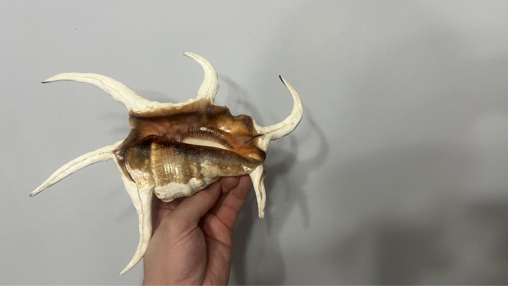 Морска раковина