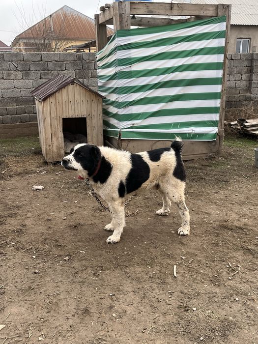 Готовый боец сатылады