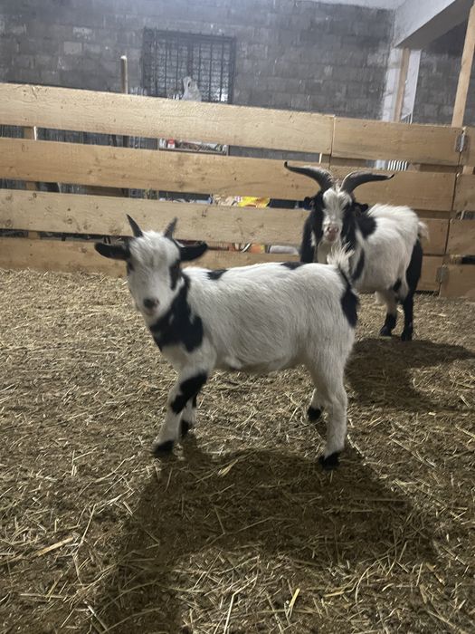 Capre pitice American Pigmy