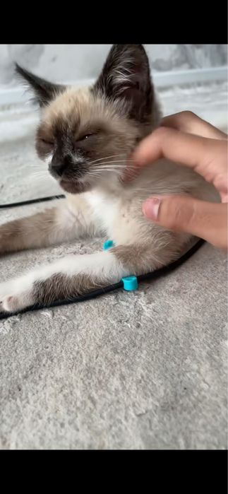 Продам сиамского котёнка мальчика