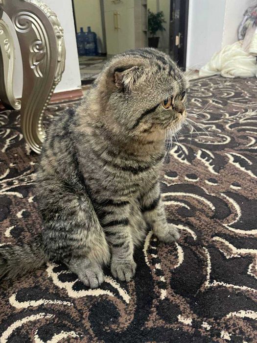 Продам кота 1 годик