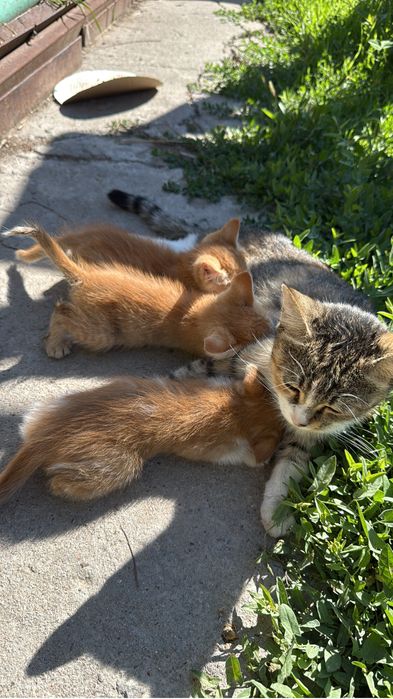 Котята 2-3 месячные домащние
