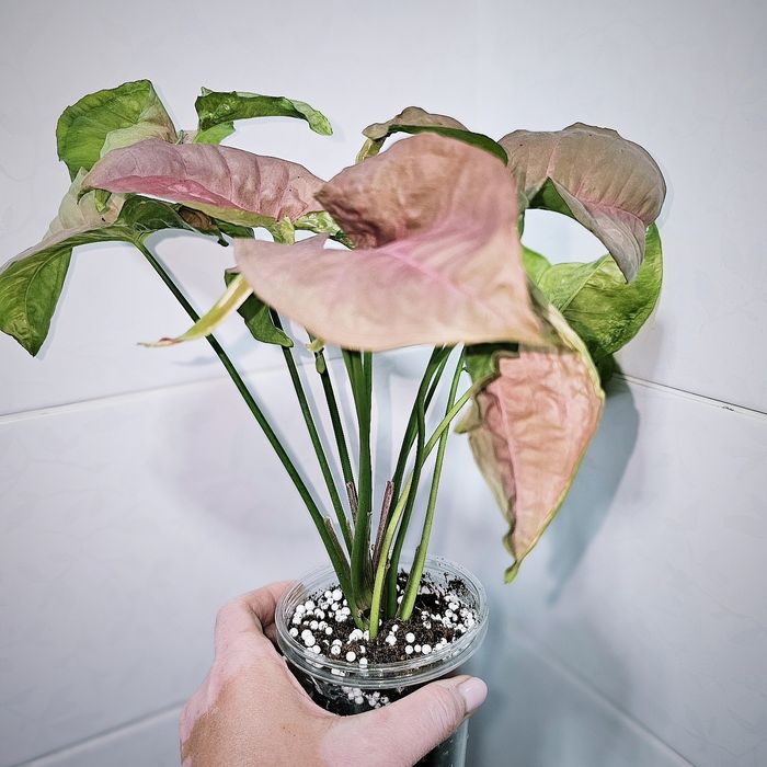 Сингониум неон пинк