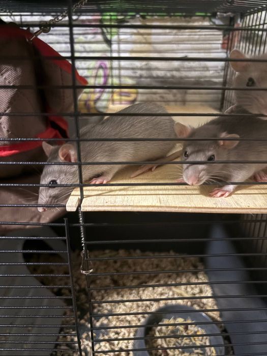 Декоративные крысы