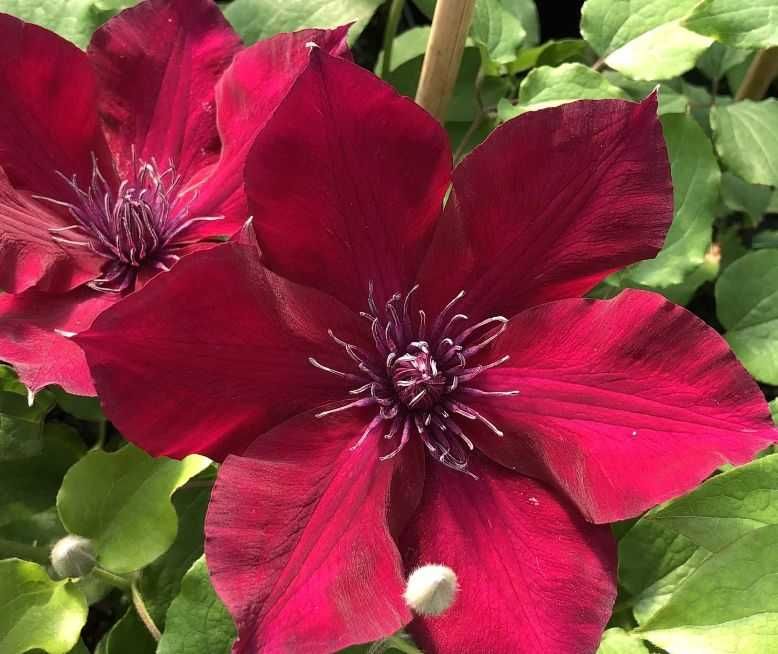 Plante ornamentale de gradina -iasomie,lonicera,iedera 50+25 gratis