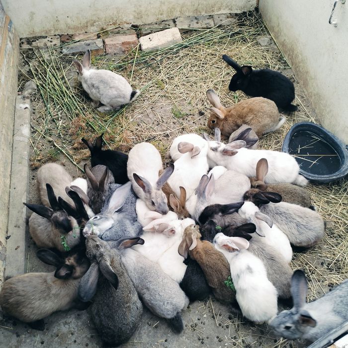 Продаются крольчата