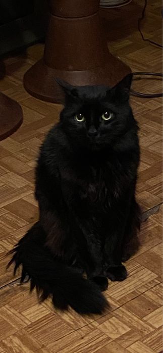 СПЕШНО!!!Изхвърлено домашно коте