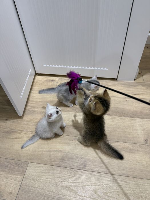 Котята кошки 2 месяца