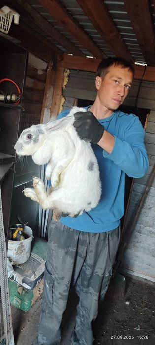 Кролики-великаны