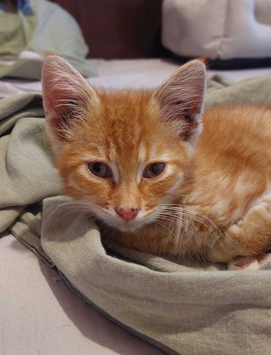 Подарявам мъжко котенце