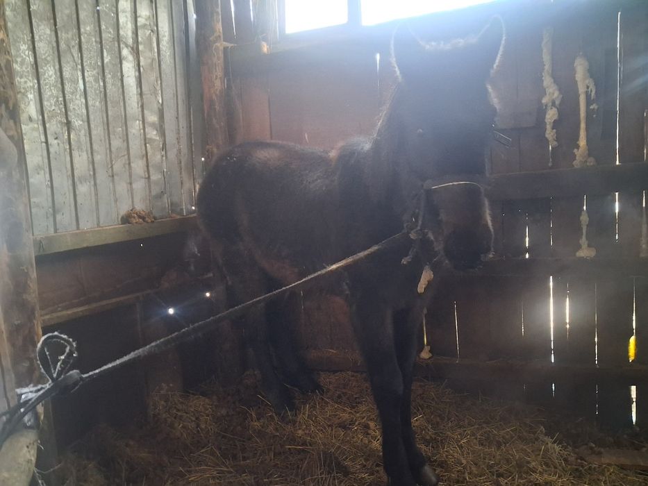 Ірі жабағы сатылады