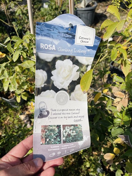 Розы вьющиеся в продаже