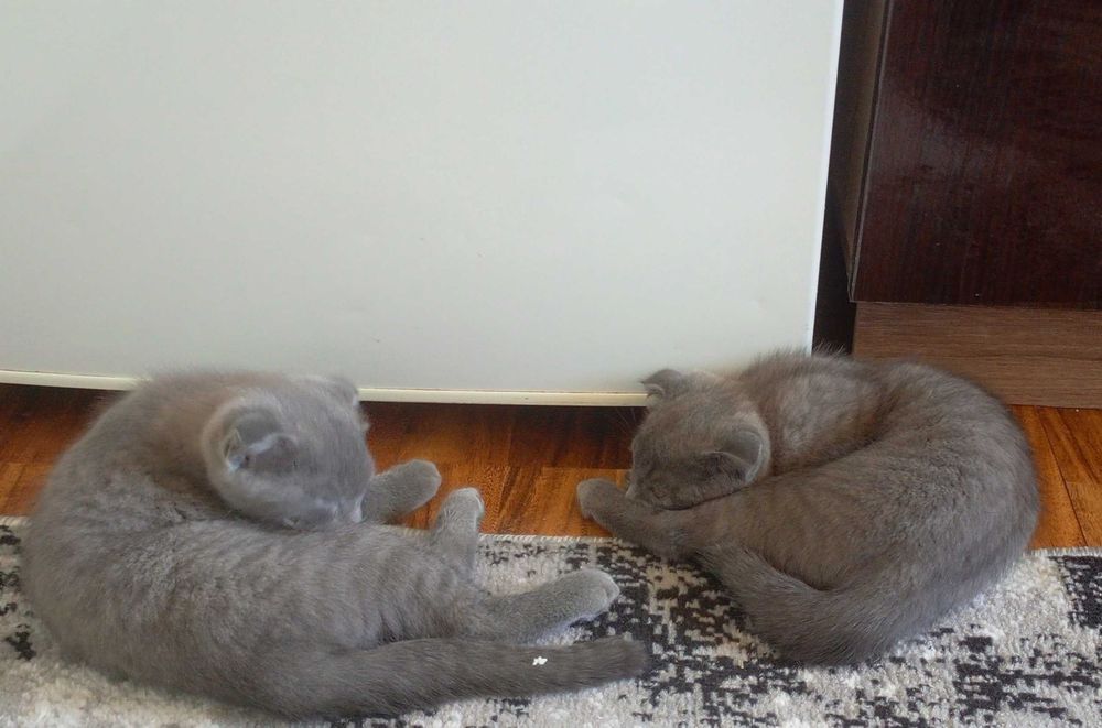 Продаются шотландские котята