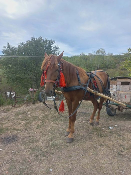 Cal de vânzare 8500  lei