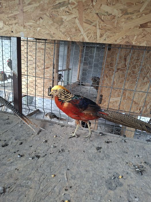 Fazani auriu pe rosu si diamant