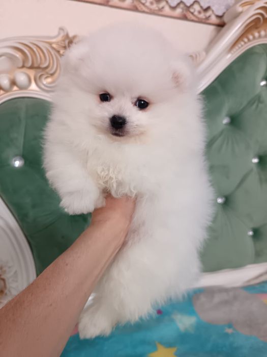 Белые шпицы щеночки