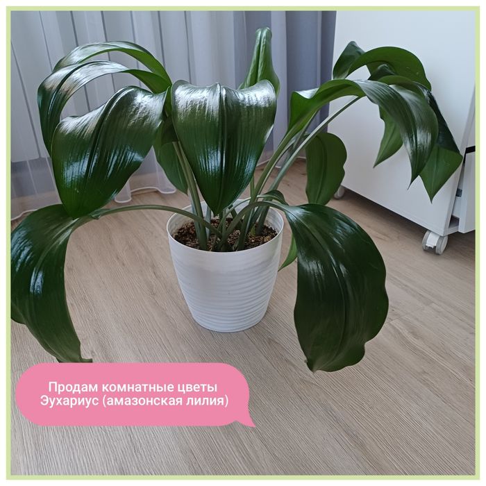 Продам комнатные цветы алматы