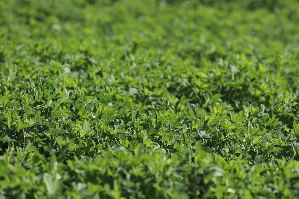 Vând lucerna de pe 5 hectare, toate coasele, din picioare - jud Vâlcea