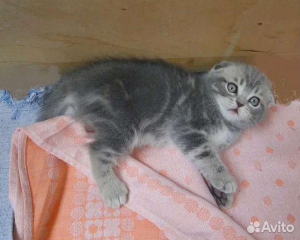 Милые котята фолдики