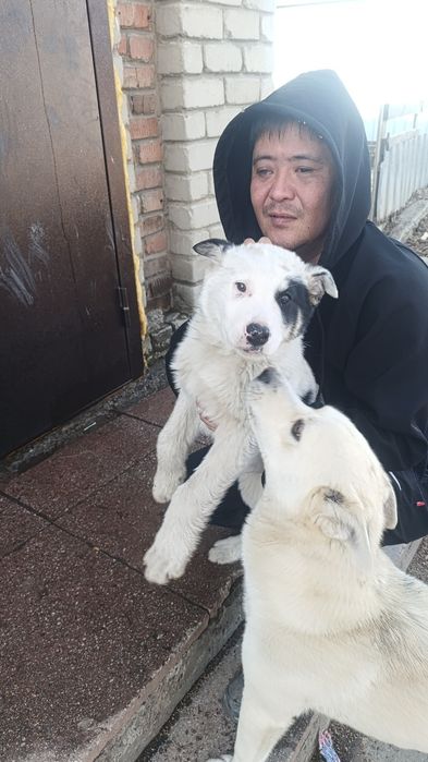 Продам щенка алабая