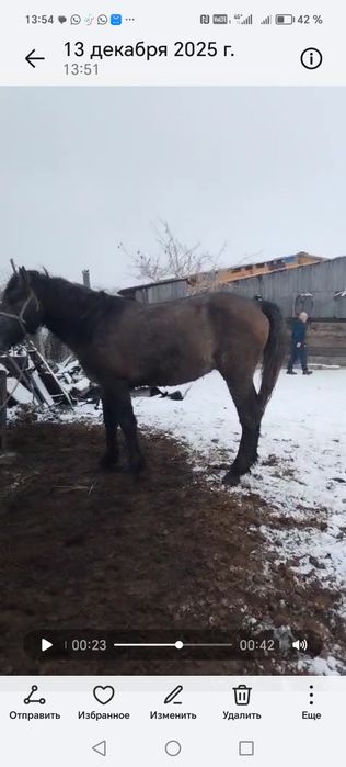 продаю кунан жылкы