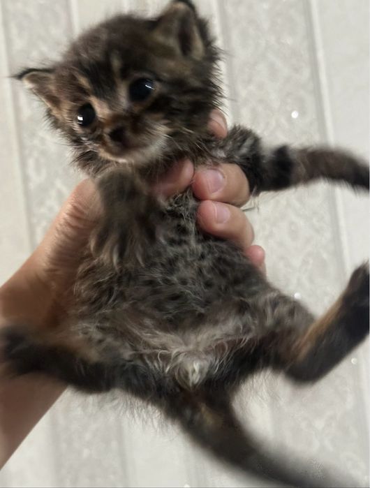 4 маленьких котят