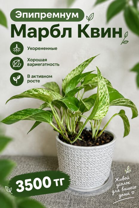 Эпипремнум, Альба, Бурле Маркс Флей, Монстера