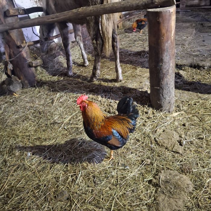 Продам петухов молодняк