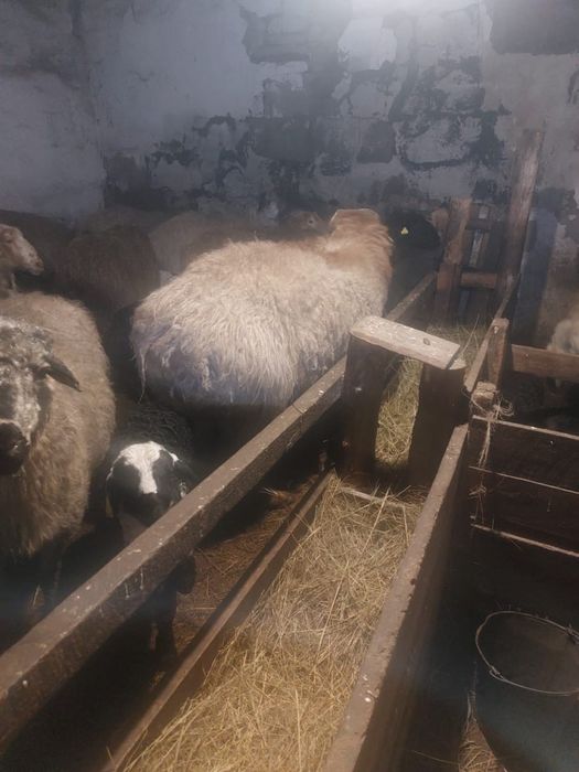 Қошқар сатылады 2 жас